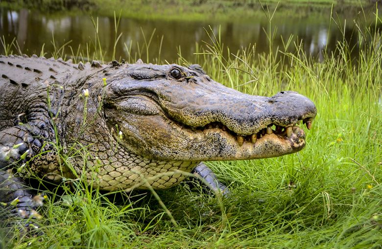 Video: Alligator wrangled at Air Force base