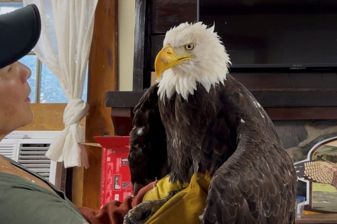 Beloved Big Bear bald eagle Jackie dies after weeks of care