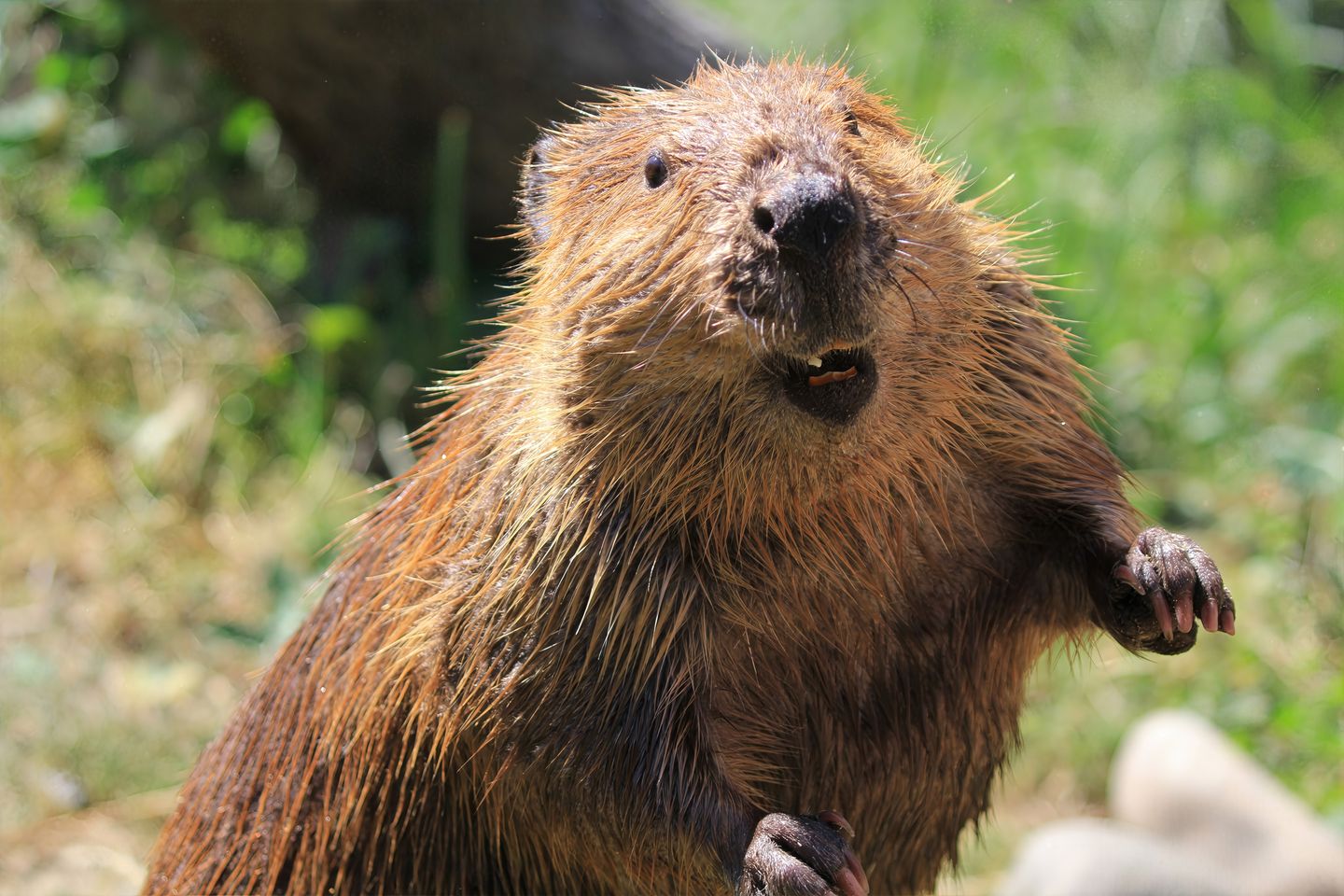 Parts of Cunningham Falls State Park closed after rabid beaver attacks